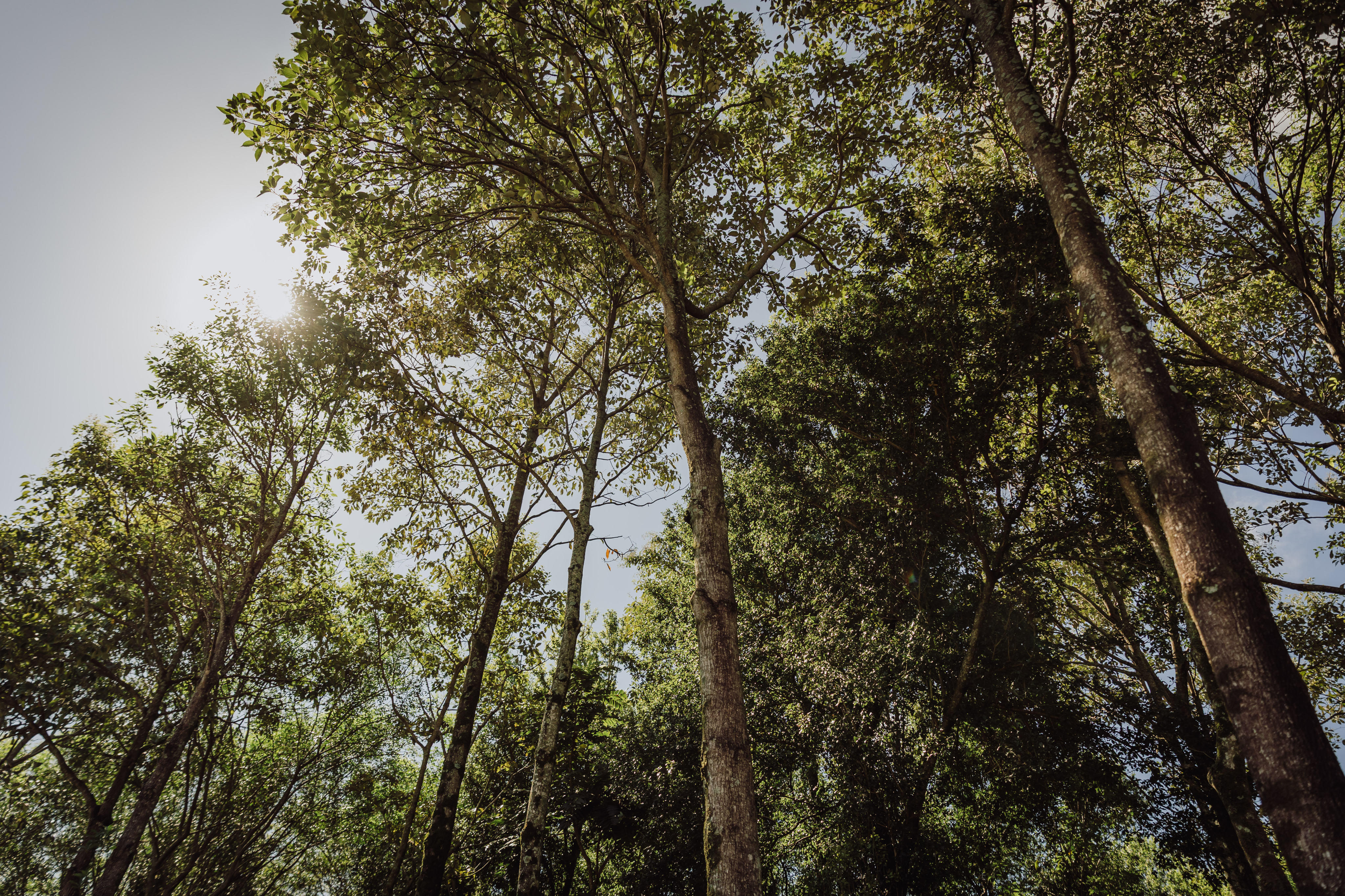 Bosque