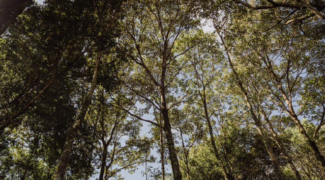 bosque